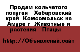 Продам кольчатого попугая - Хабаровский край, Комсомольск-на-Амуре г. Животные и растения » Птицы   